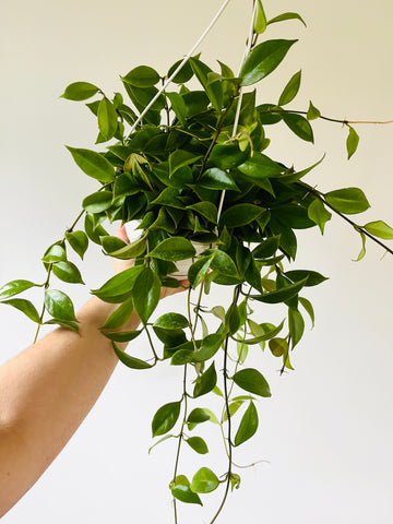 Hoya Sunrise - Mother Plants - Very Large & Vining - 8