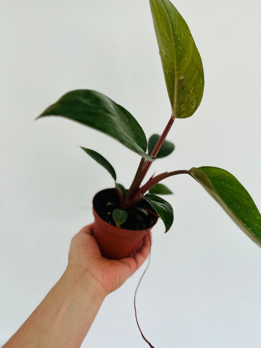 Philodendron Royal Queen - Rare Aroid - 4