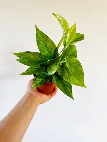 Pothos Jessenia - High Variegation - 4” Pot