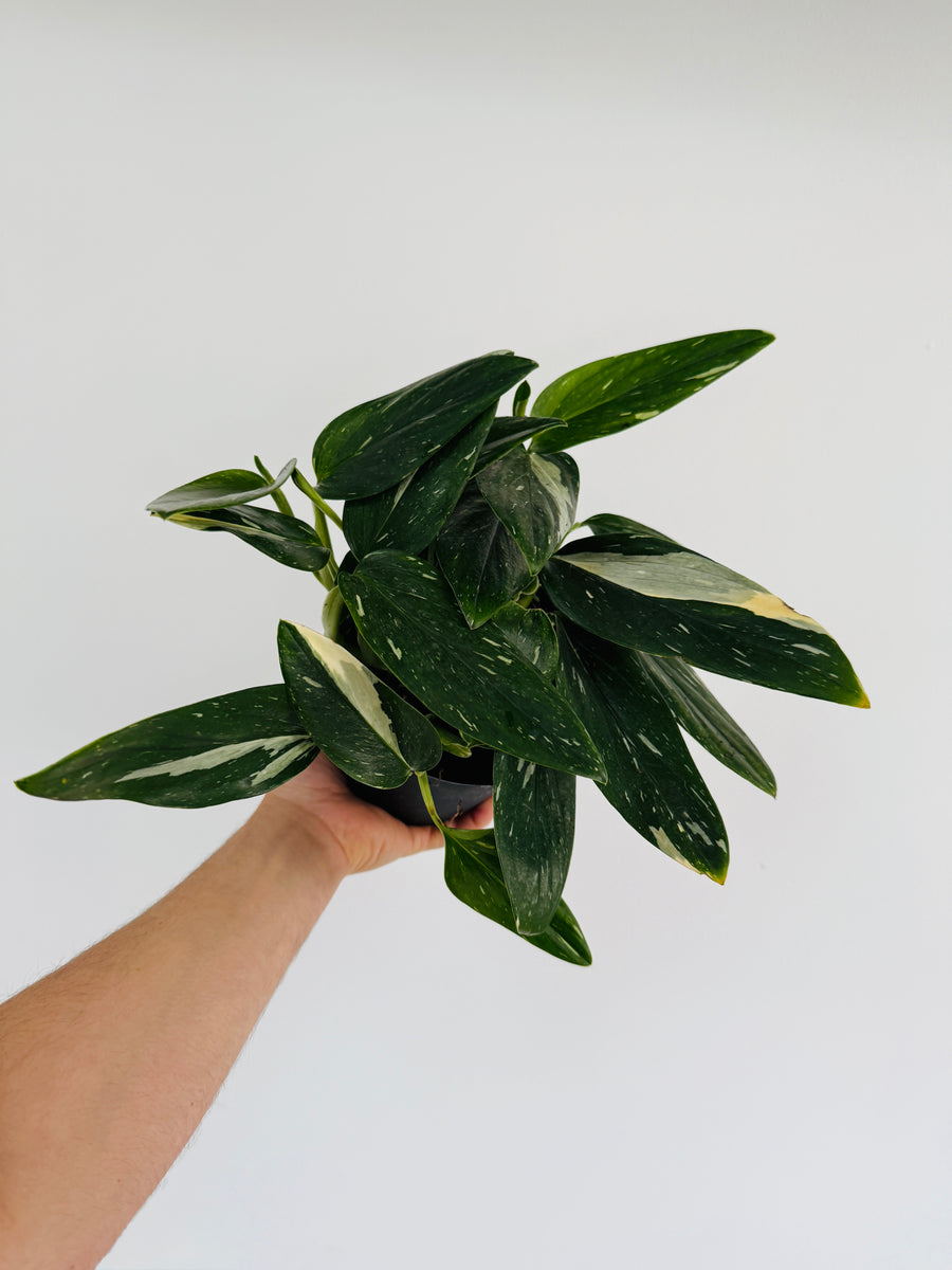 Monstera Standleyana Albo - 6