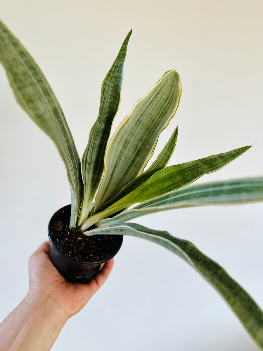 Sansevieria Sayuri - 4