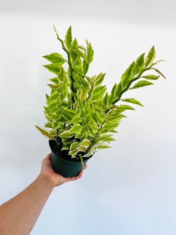 Euphorbia Pedilanthus 'Variegated' - Devil's Backbone - 6