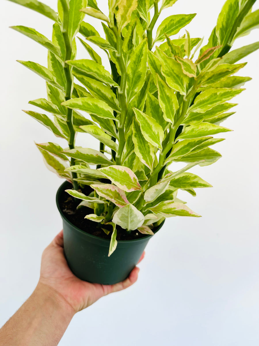 Euphorbia Pedilanthus 'Variegated' - Devil's Backbone - 6