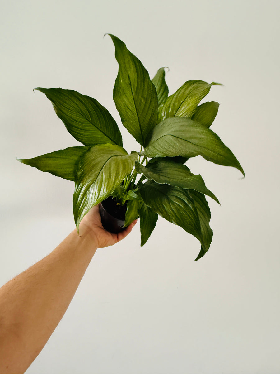 Silver Peace Lily - Spathiphyllum Platinum - 4