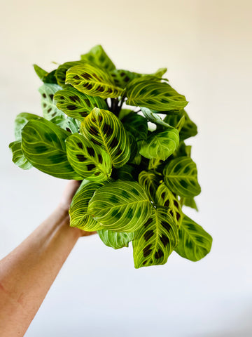 Maranta Leuconeura 'Fantasy' - Rare Prayer Plant - 6