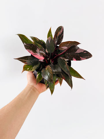 Philodendron Pink Princess Galaxy King - 6” Pot