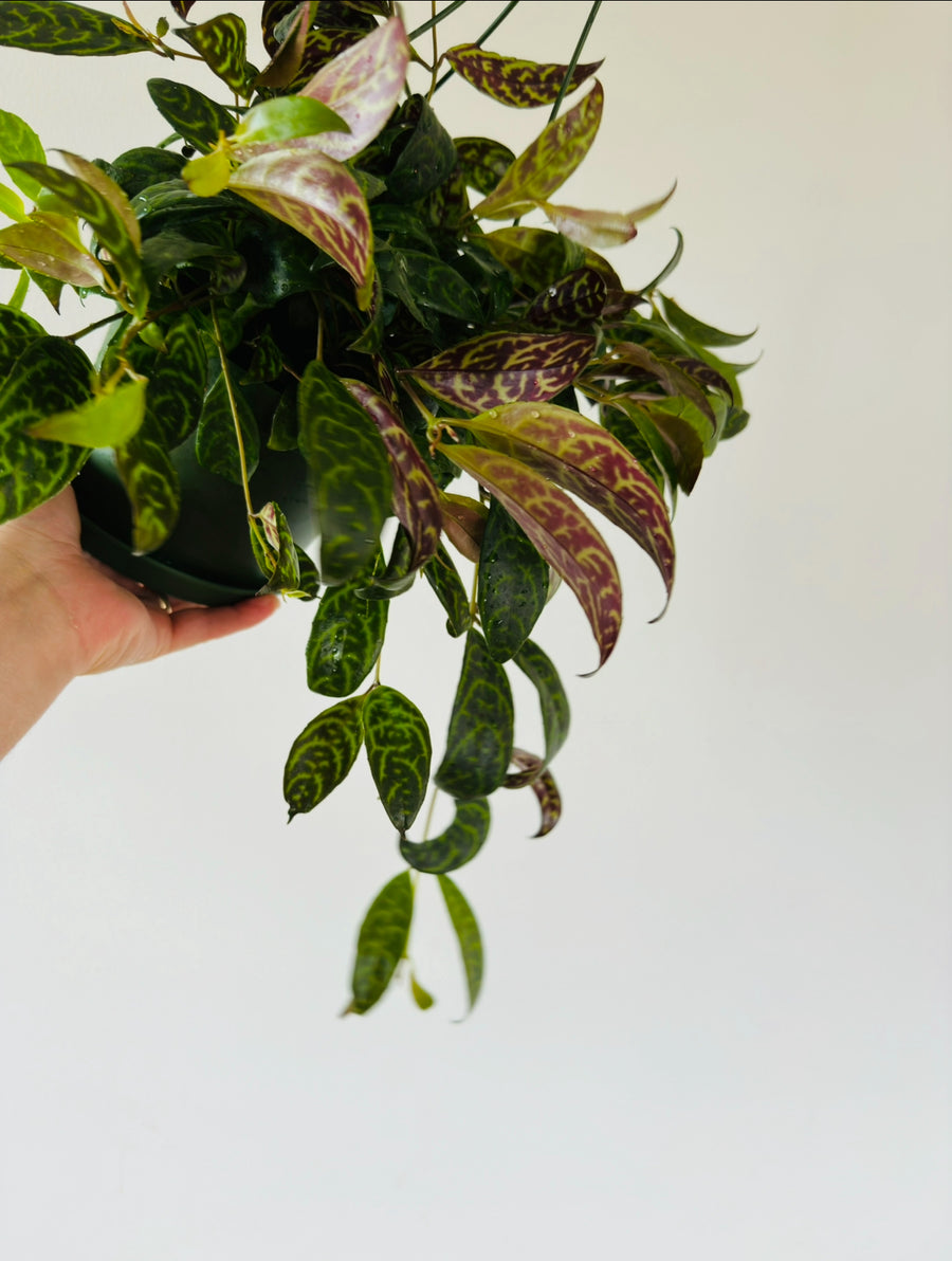 Aeschynanthus Longicaulis 'Black Pagoda' - 6