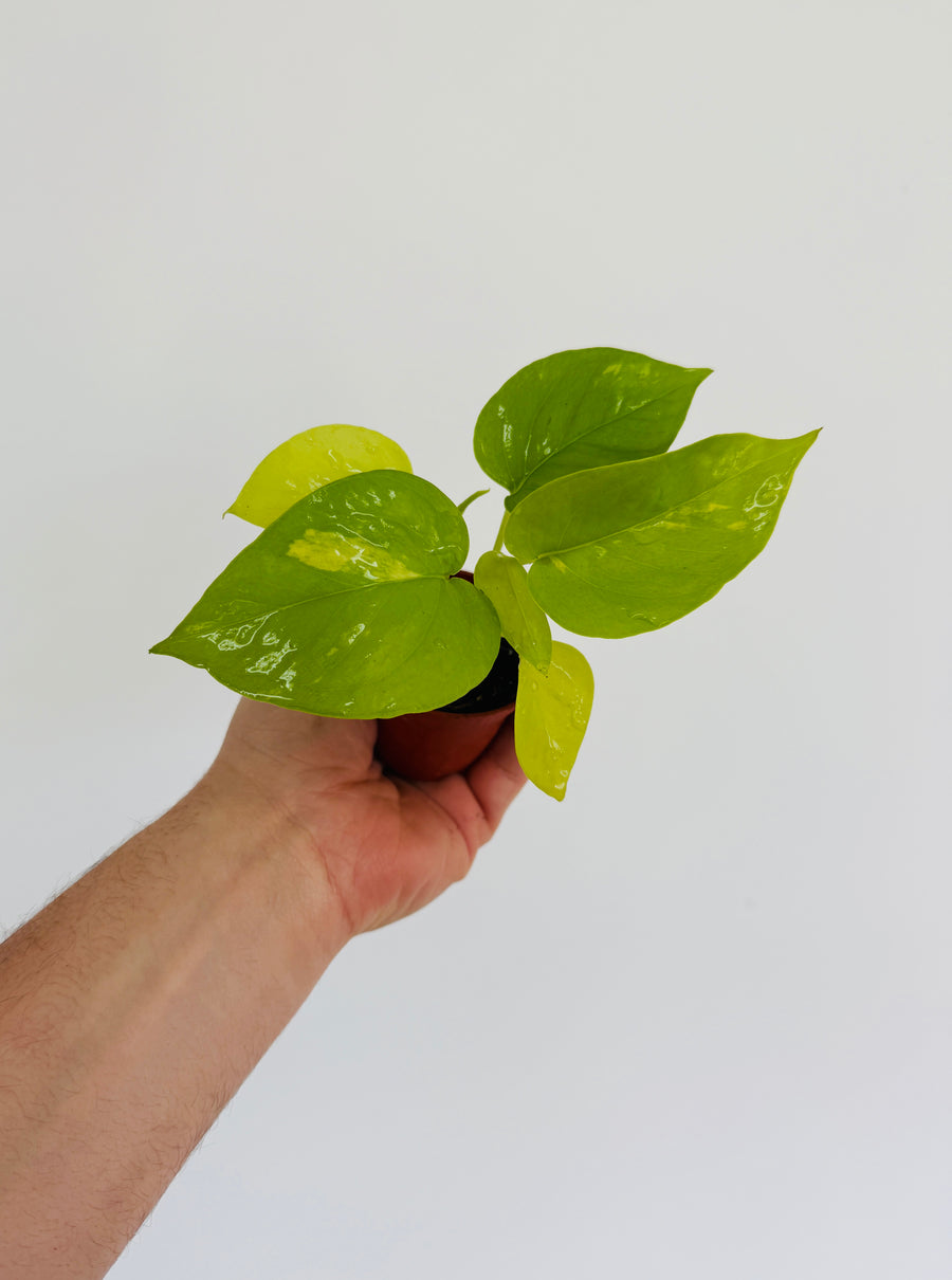 Pothos Kaguya - Terunoworld Pothos - 2” Pot - LIMIT: One Per Customer