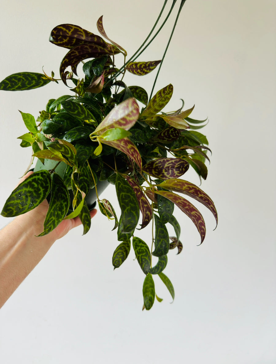 Aeschynanthus Longicaulis 'Black Pagoda' - 6