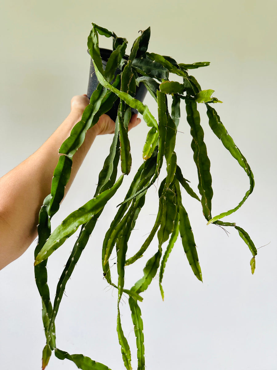 Hurricane Cactus - Very Long Vines - 6” Pot