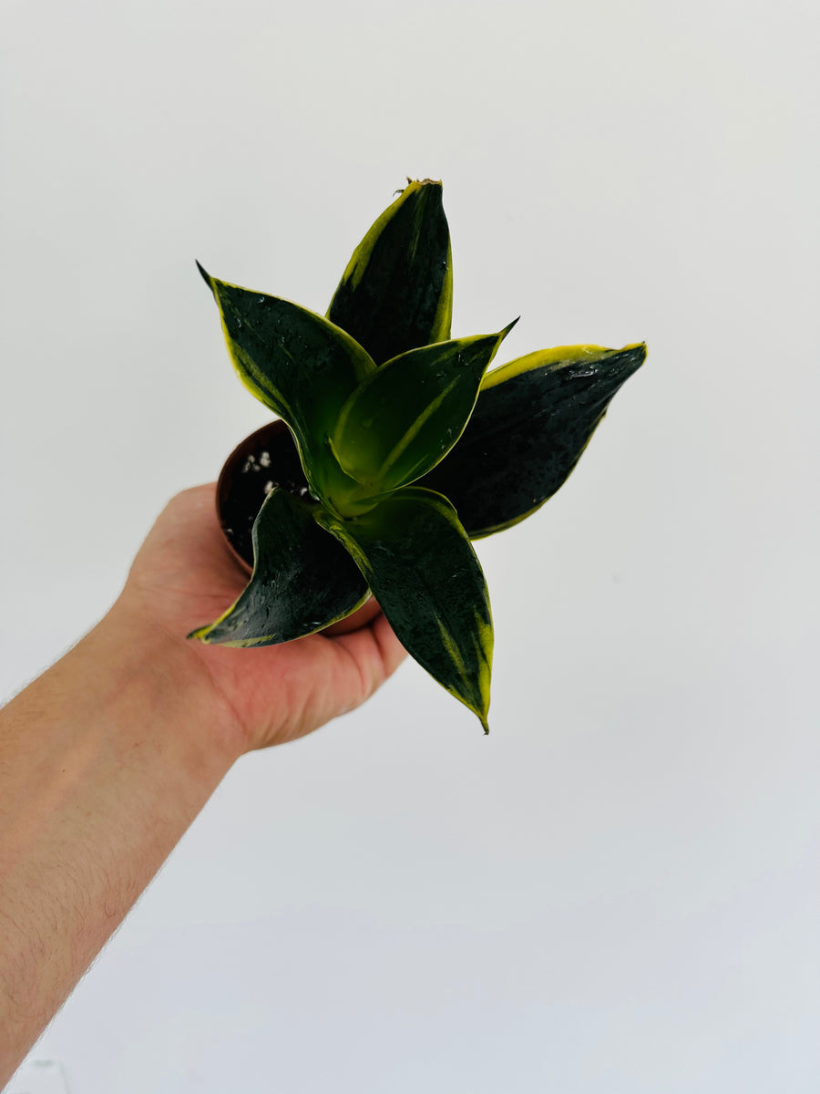 Emerald Star Sansevieria - Snake Plant - 3