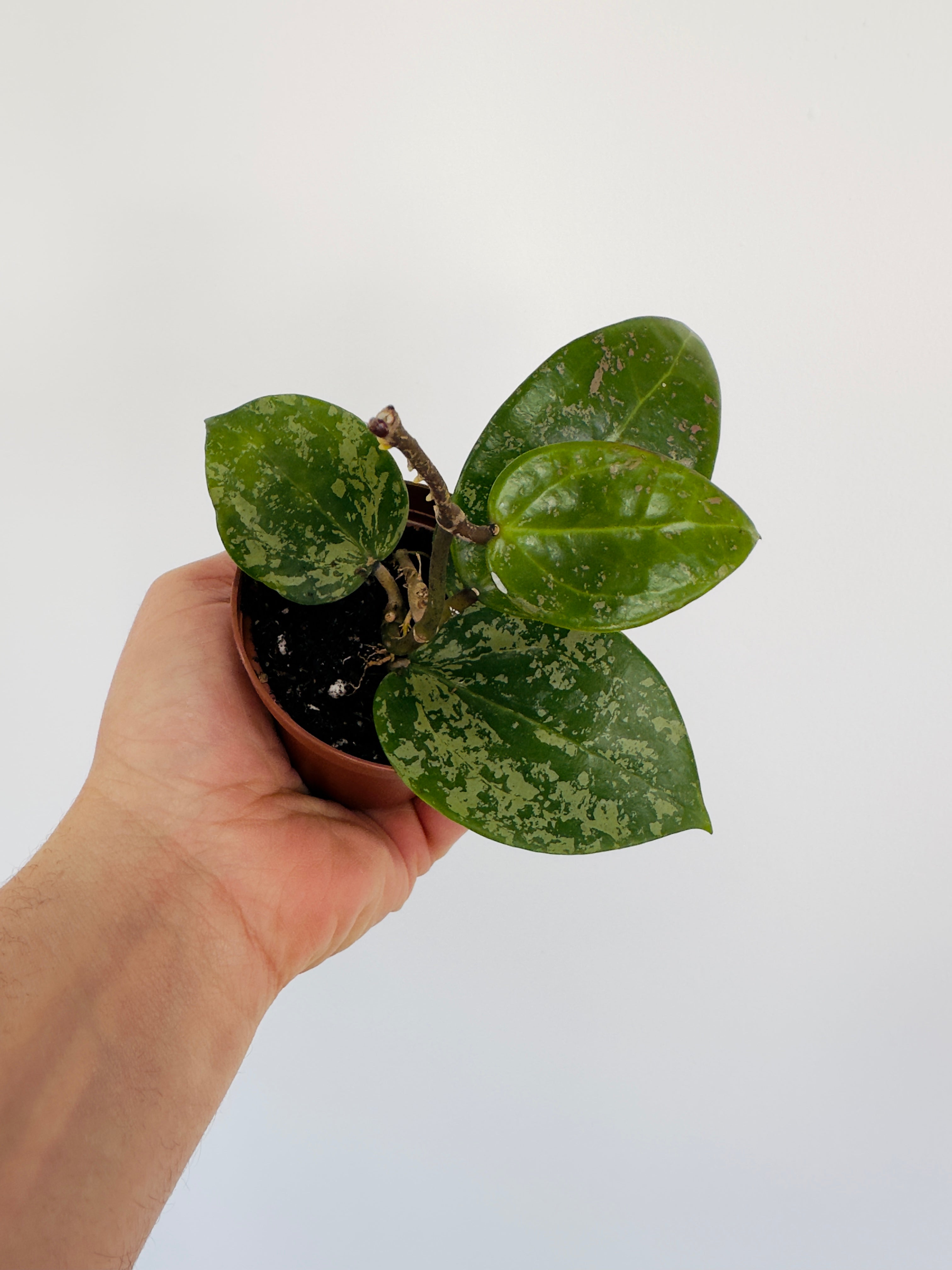 Hoya Verticillata - 3” Pot – Brumley & Bloom