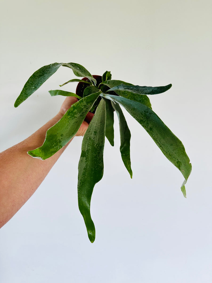 Silver Staghorn Fern - Platycerium 'Veitchii' - 4