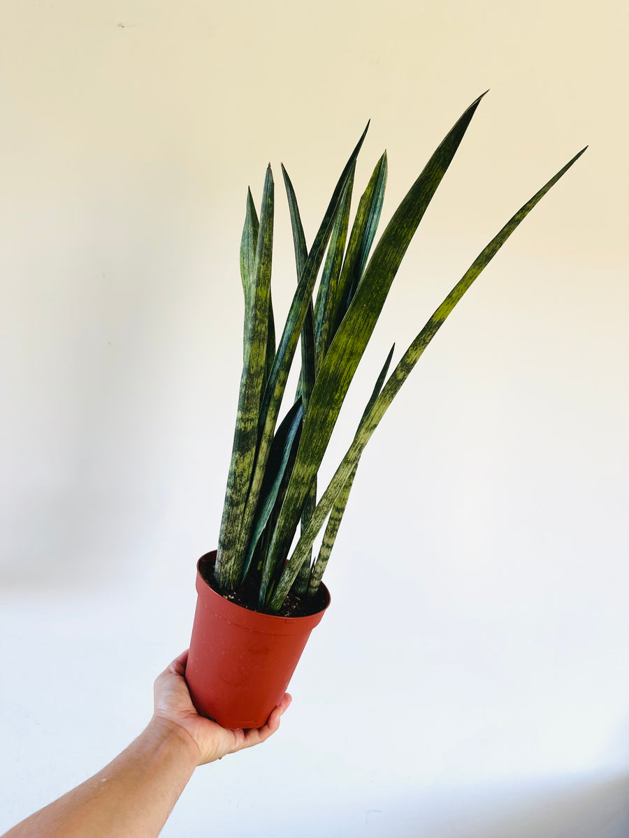 Sansevieria Green Arrow - 6