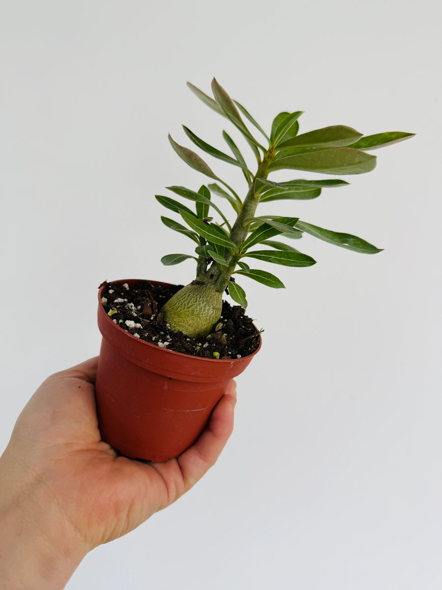 Desert Rose - Adenium Obesum  - 4