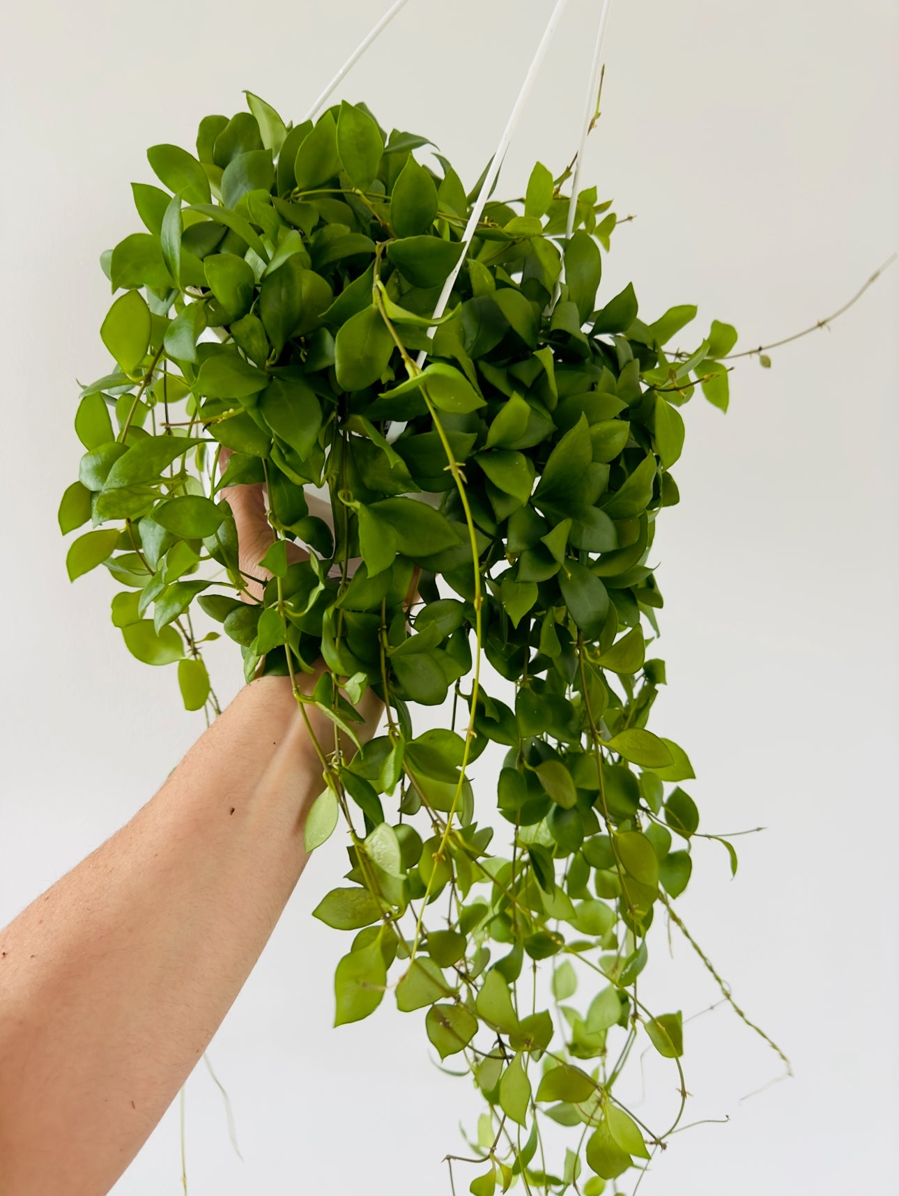 Hoya Heuschkeliana Pink - Caramel Hoya - IML 0832 - 8” Hanging Basket ...