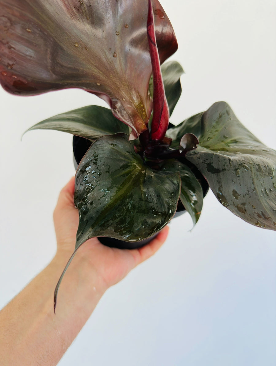 Philodendron Red Heart - Large Leaf - 5” Pot