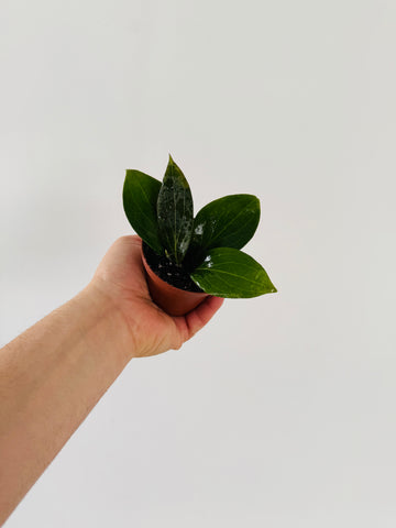 Hoya sp. Nicholsoniae - 3” Pot