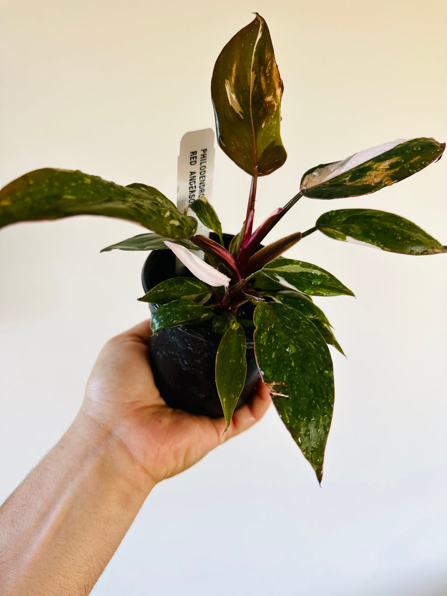 Philodendron Red Anderson - High Variegation - 4