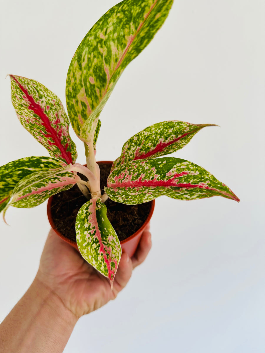 Aglaonema 10 Karat - 4