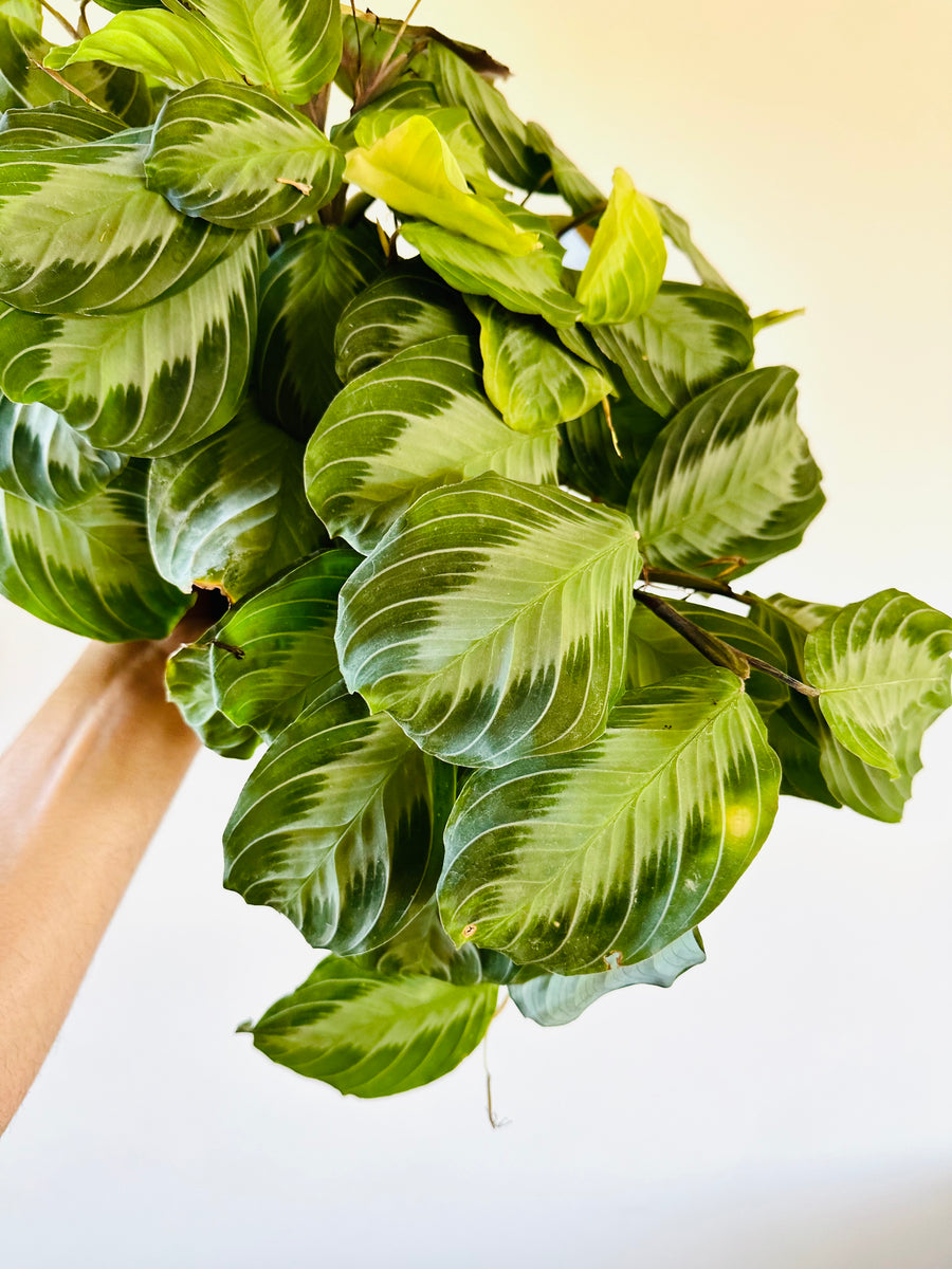 Maranta Leuconeura 'Silver Band'- Silver Band Prayer Plant - 6” Pot