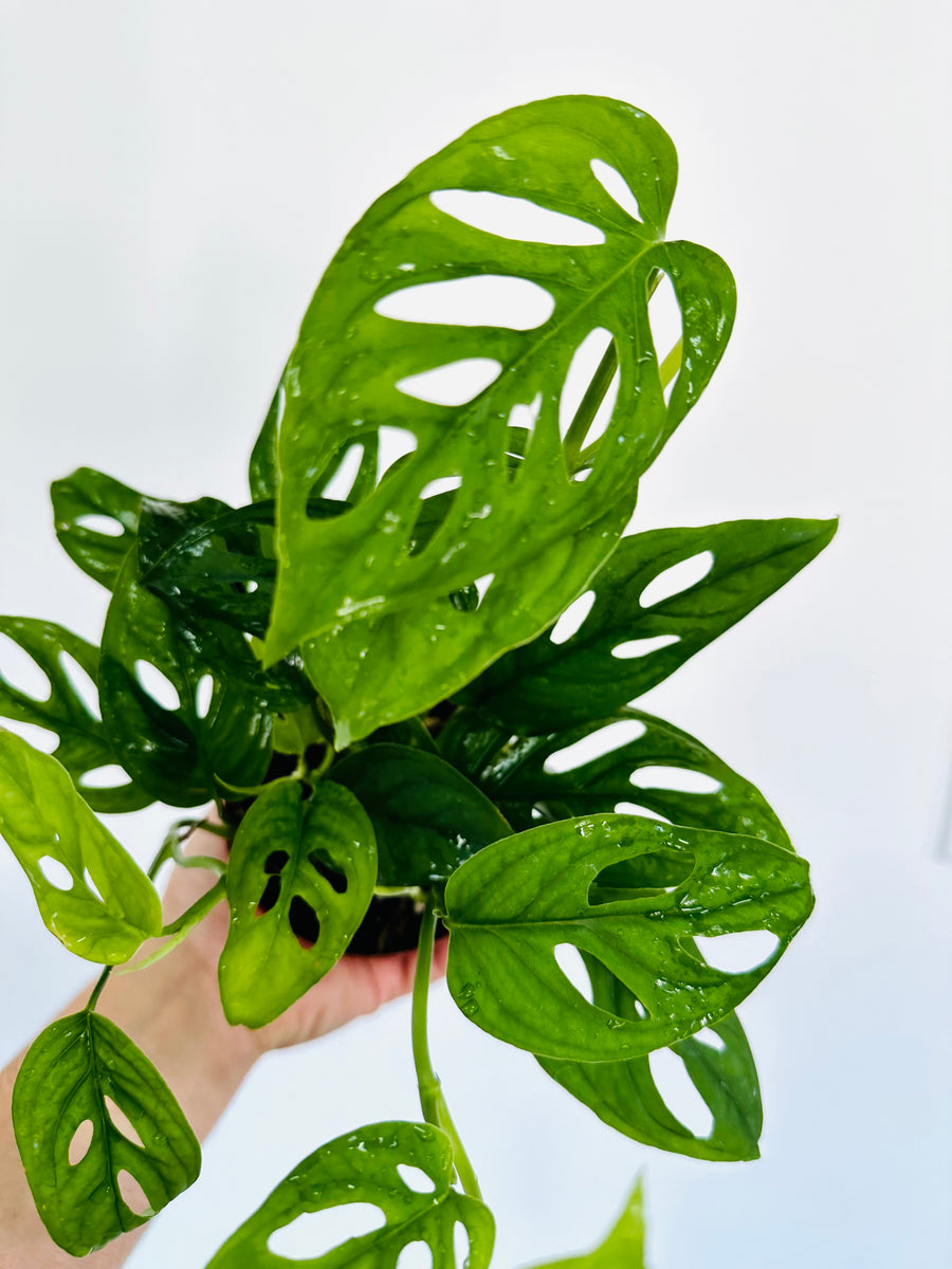 Monstera Adansonii sp. Laniata ‘Double Windows’ - Rare Aroid - 4” Pot