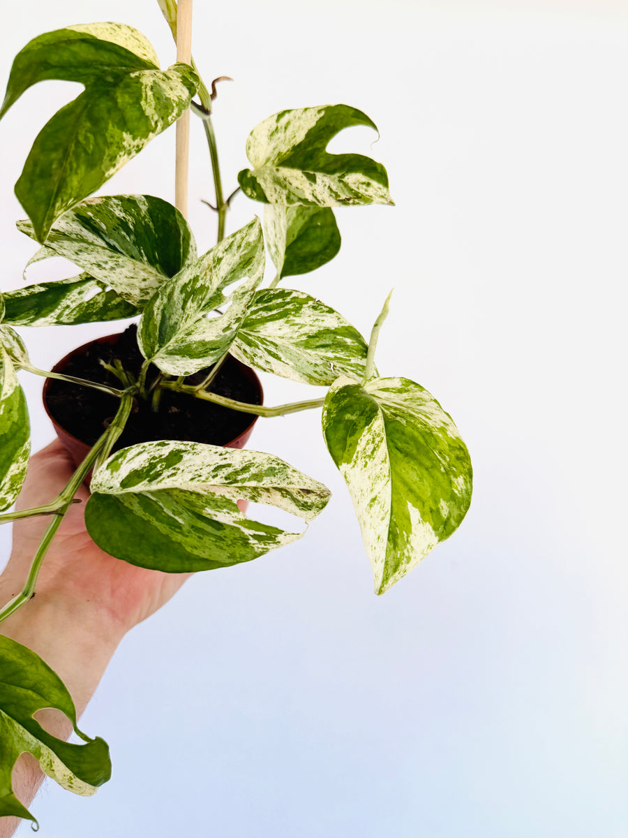 Epipremnum Pinnatum 'Marble Flame' - 4