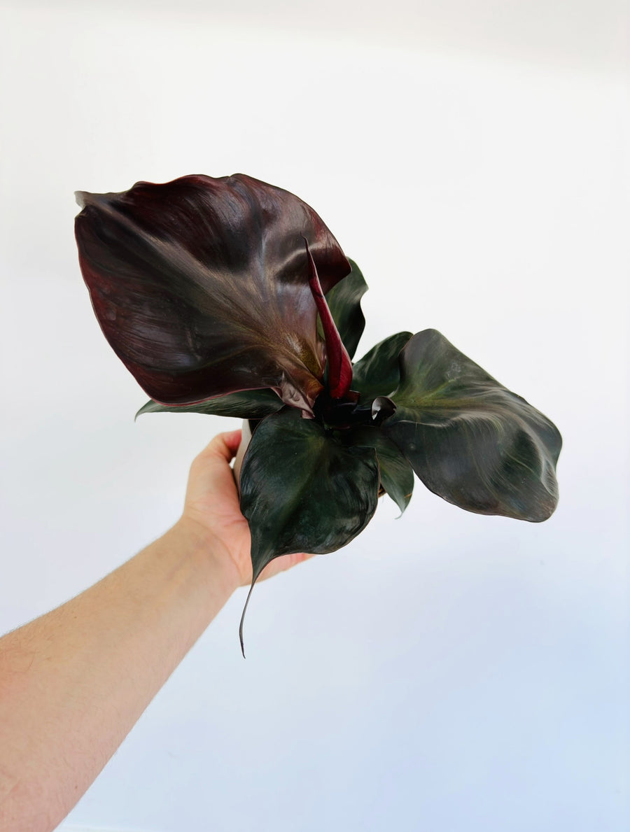 Philodendron Red Heart - Large Leaf - 5” Pot