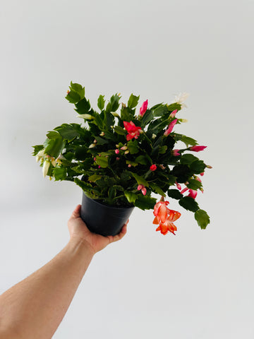 Tricolor Christmas Cactus -Schlumbergera Zygocactus - 6