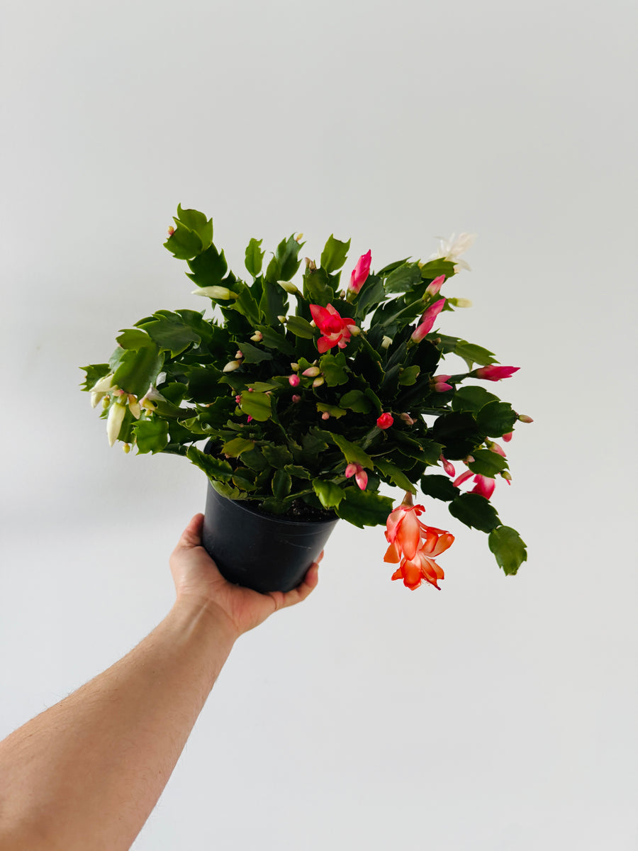 Tricolor Christmas Cactus -Schlumbergera Zygocactus - 6