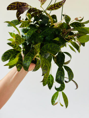 Aeschynanthus Longicaulis 'Black Pagoda' - 6