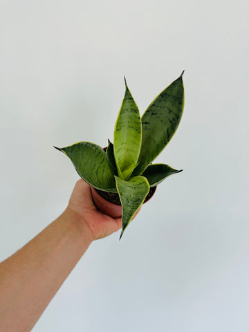 Sansevieria Silver Frost - Hahnii Snake Plant - 4