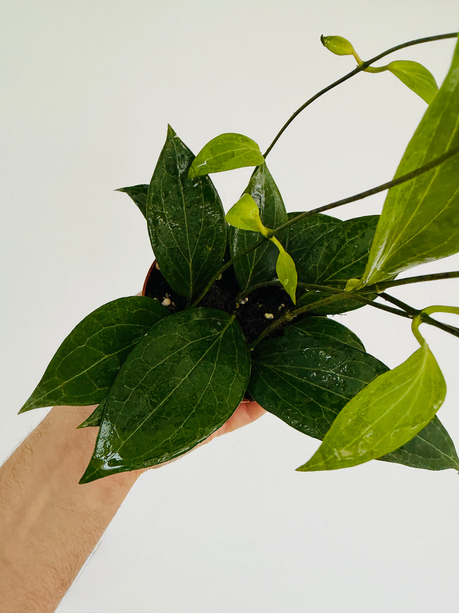 Hoya sp. Nicholsoniae - 4” Pot