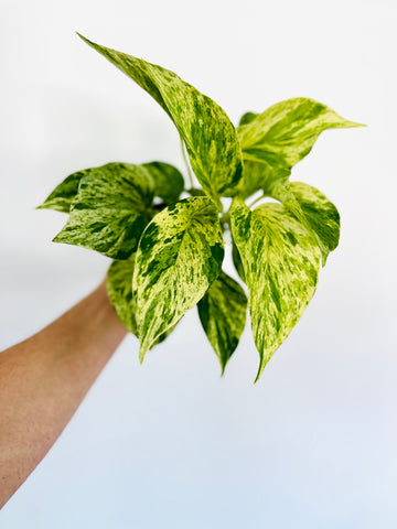 Snow Queen Pothos - Epipremnum Aureum 'Snow Queen' - 4