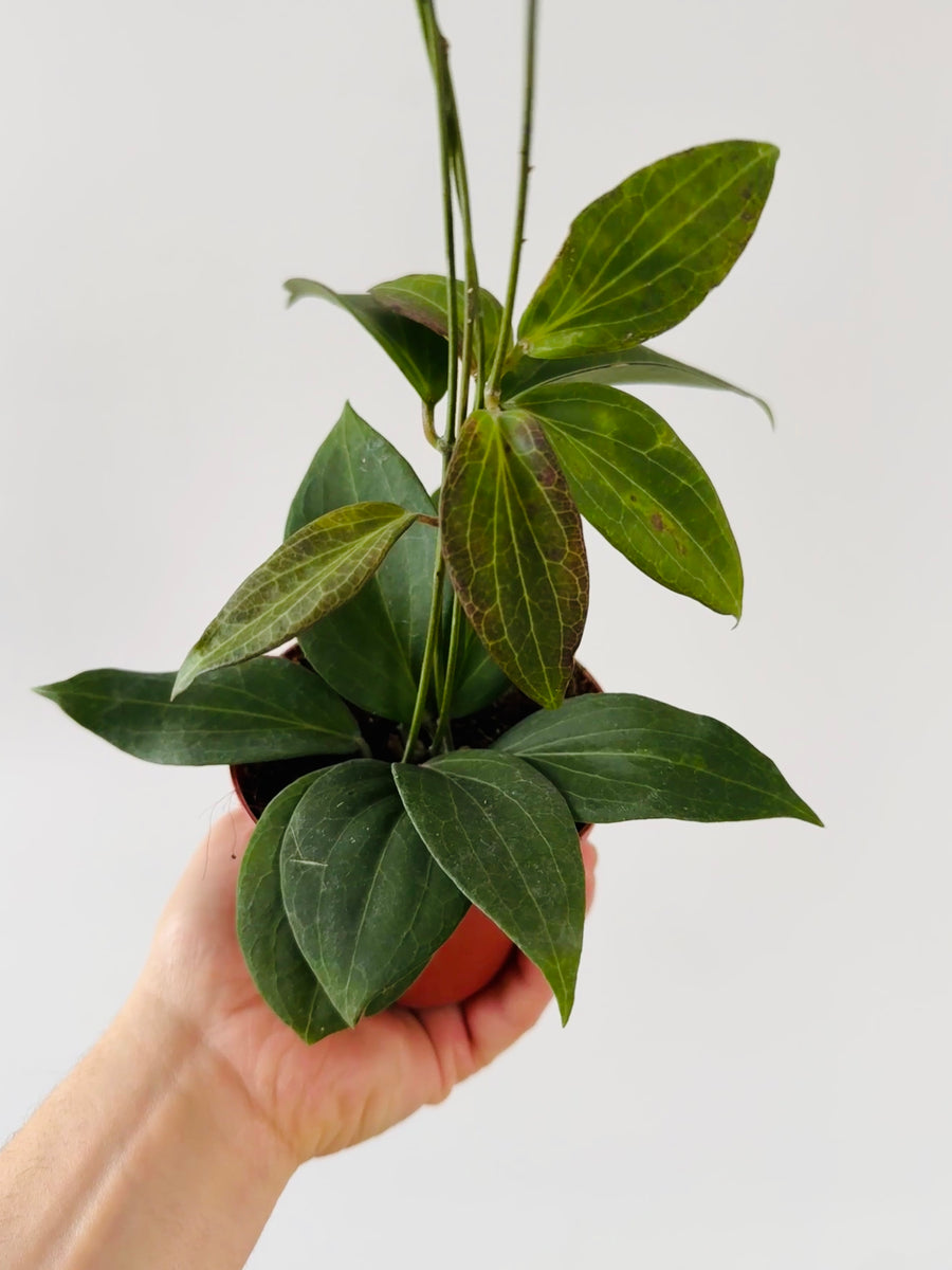 Hoya sp. Nicholsoniae - 4” Pot