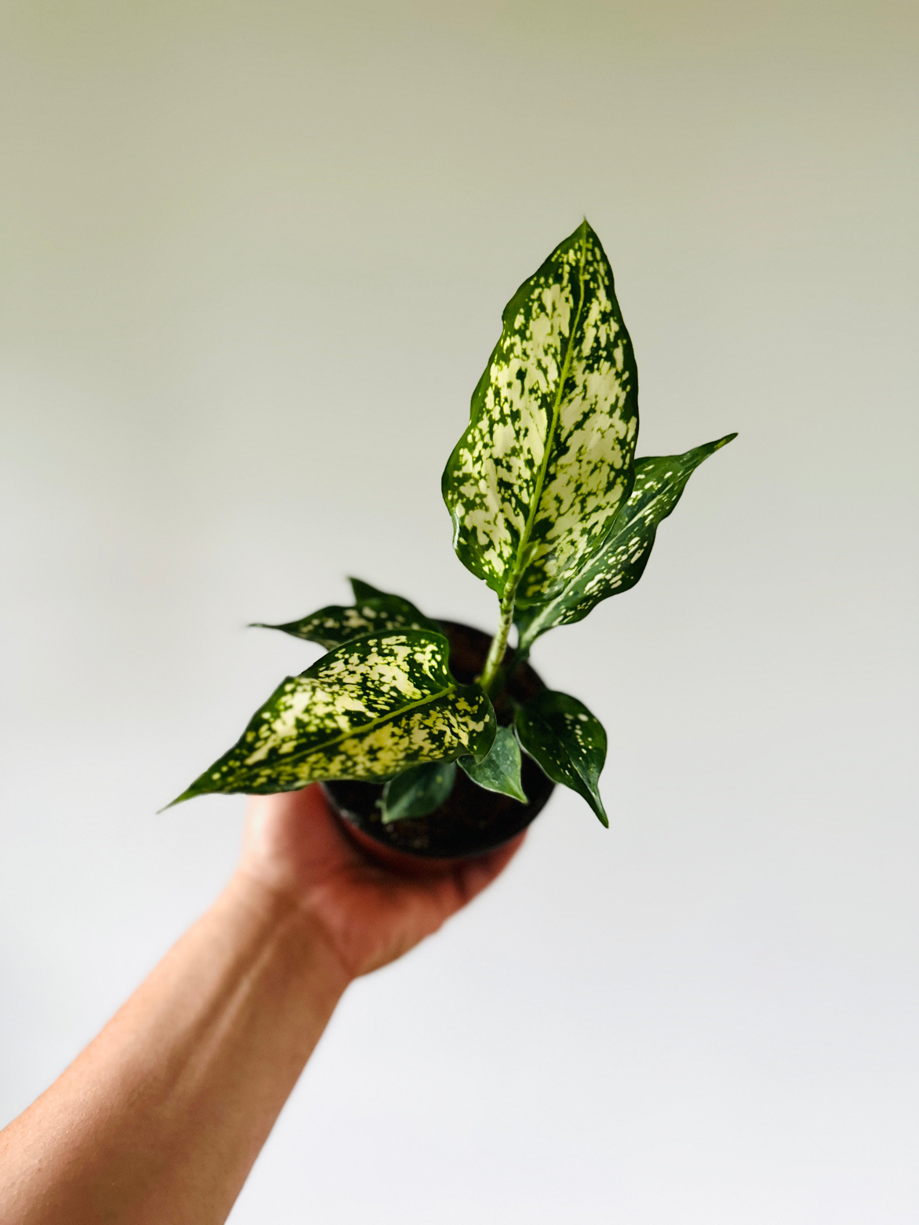 Aglaonema Brevispathum - 4