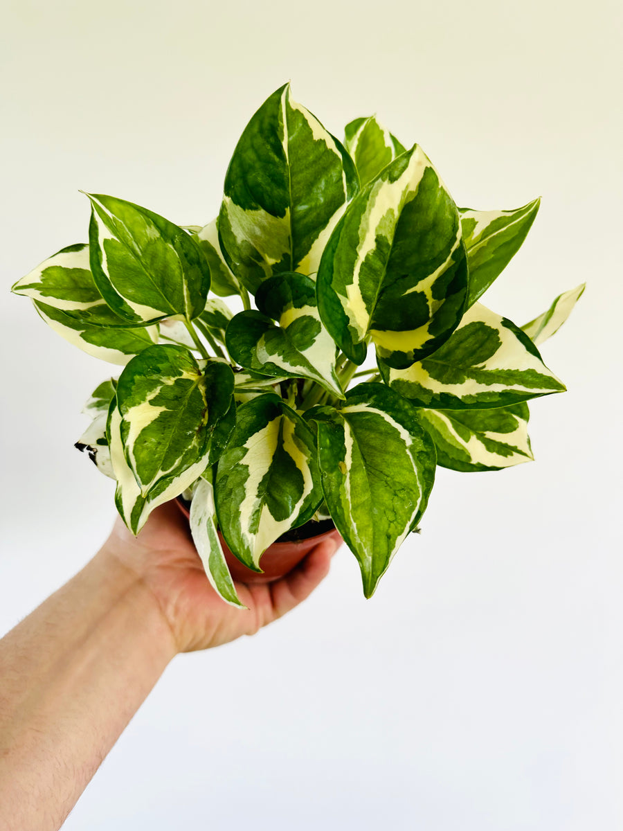 Pothos Glacier - Epipremnum Aureum 'Glacier' - 4