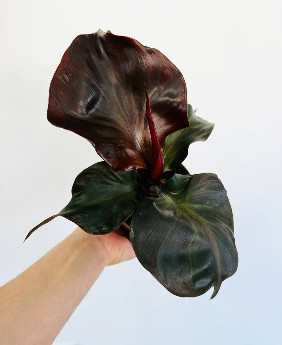 Philodendron Red Heart - Large Leaf - 5” Pot