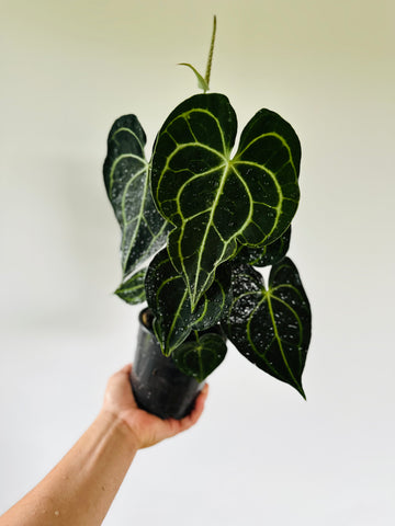 Anthurium Clarinervium - Very Large - 5