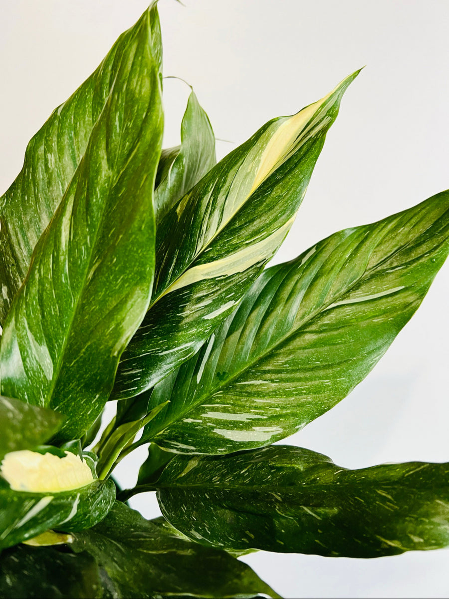 Variegated Peace Lily - 4