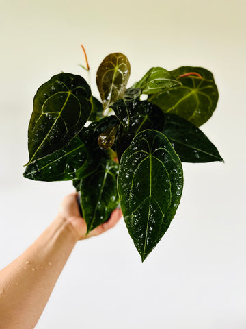 Anthurium Forgetii White Stripes - Very Large - 5” Pot