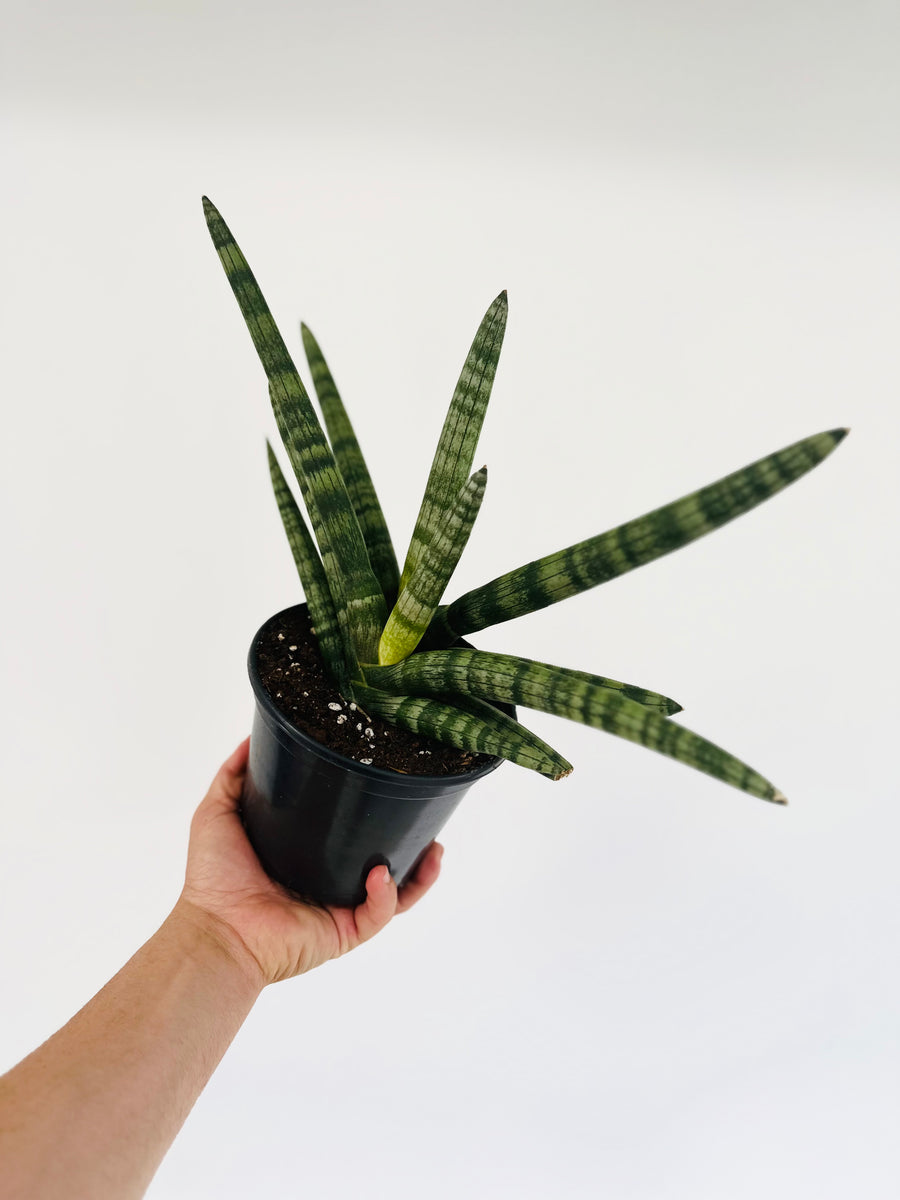 Starfish Plant - Sansevieria Boncel - Very Large - 6