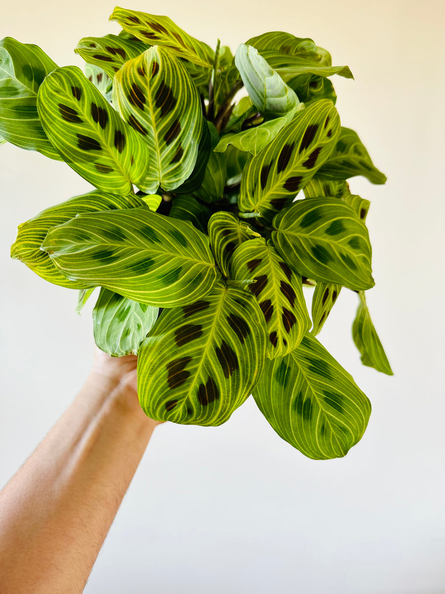 Maranta Leuconeura 'Fantasy' - Rare Prayer Plant - 6