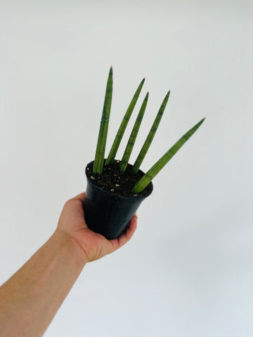 Bear Claw Sansevieria - Cylindrica Snake Plant - 4