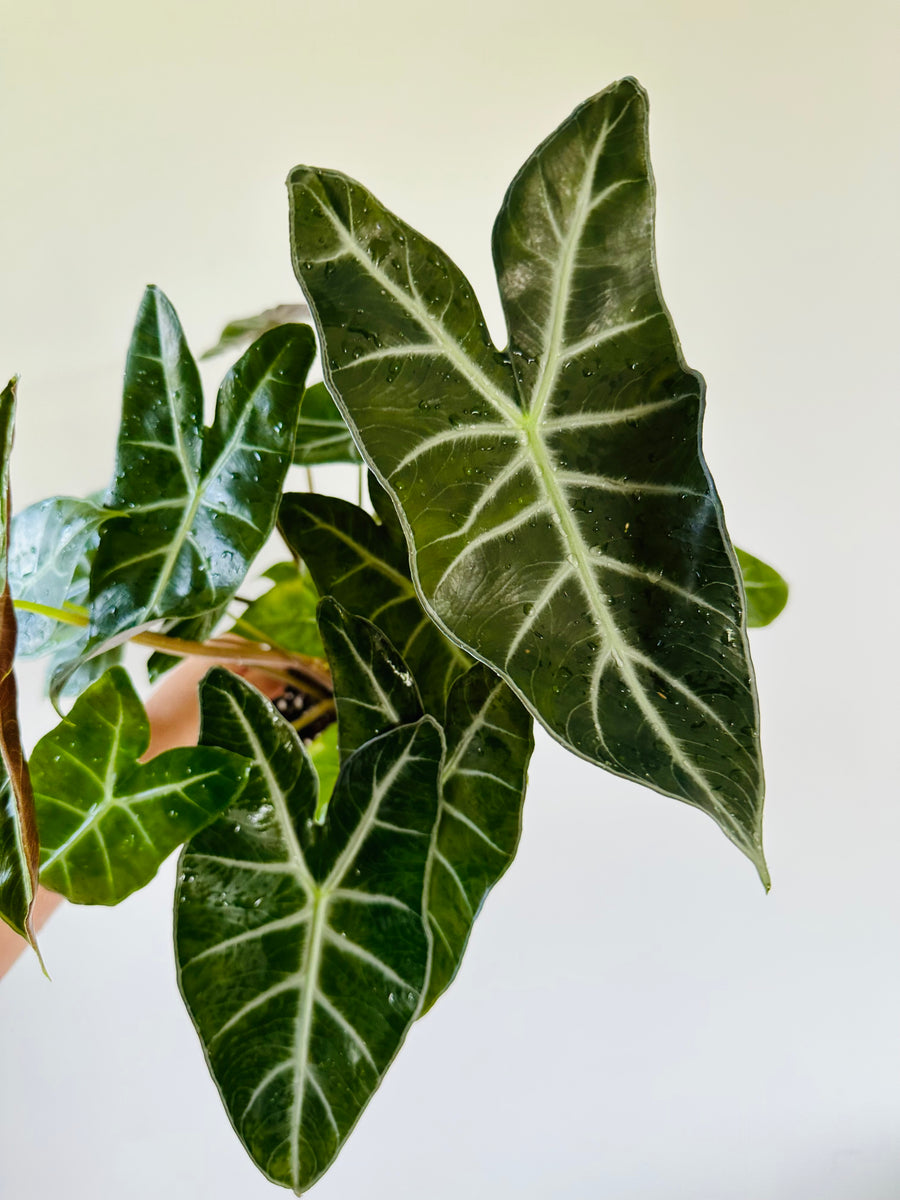 Alocasia Pink Dragon - Jewel Alocasia - 6