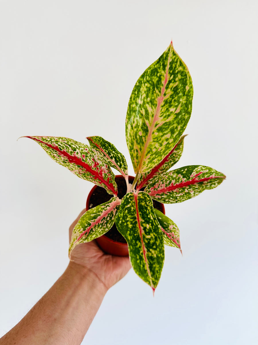 Aglaonema 10 Karat - 4