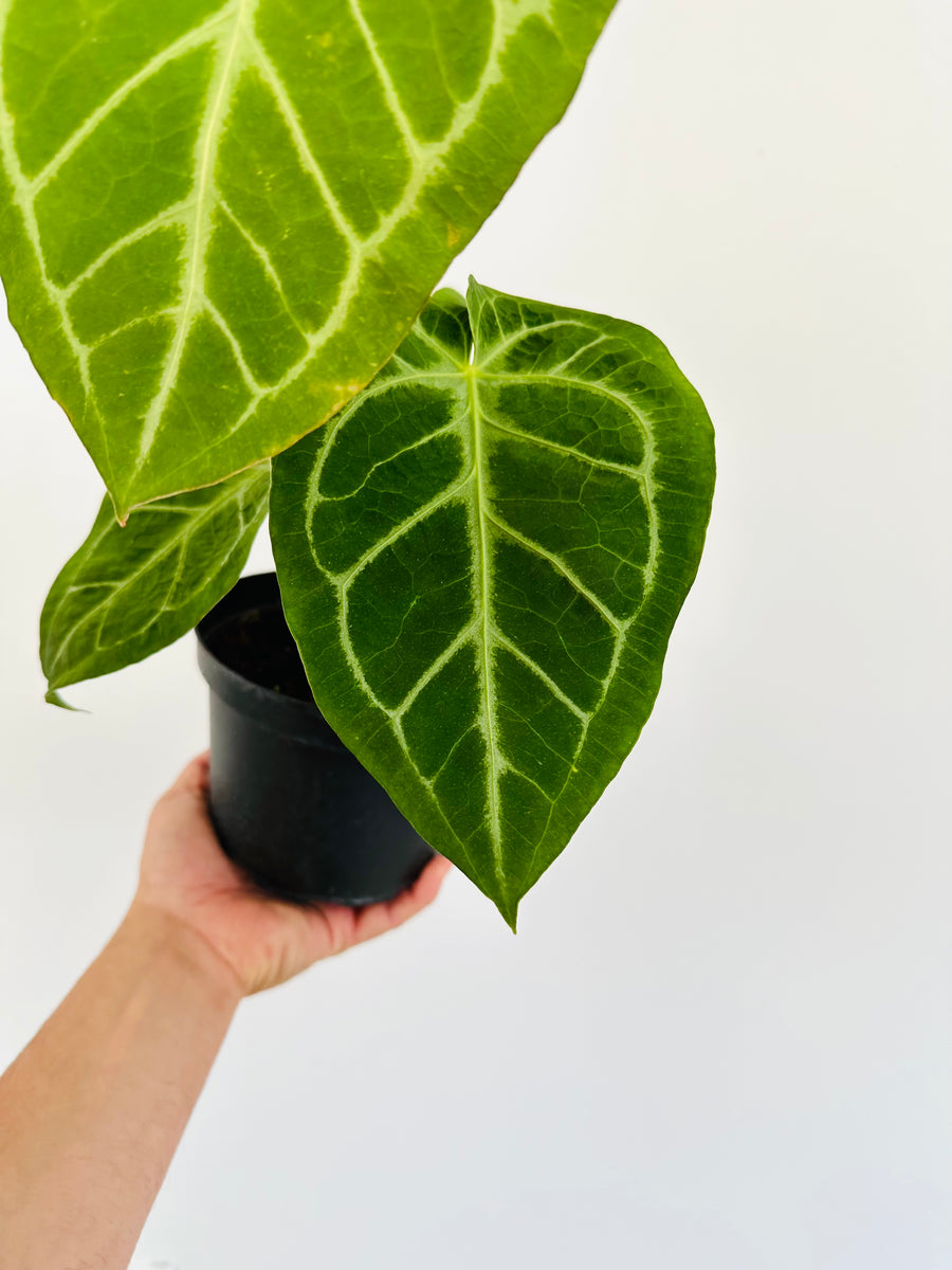 Anthurium Besseae aff x Magnificum - 6” Pot