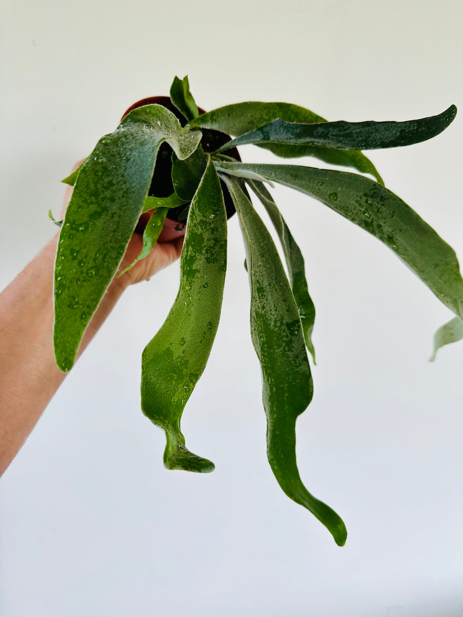 Silver Staghorn Fern - Platycerium 'Veitchii' - 4