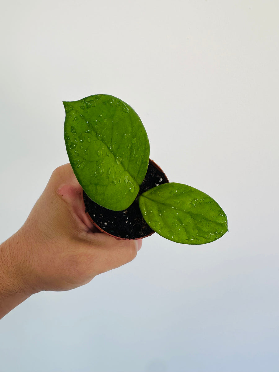 Hoya Fungii - 2” Pot