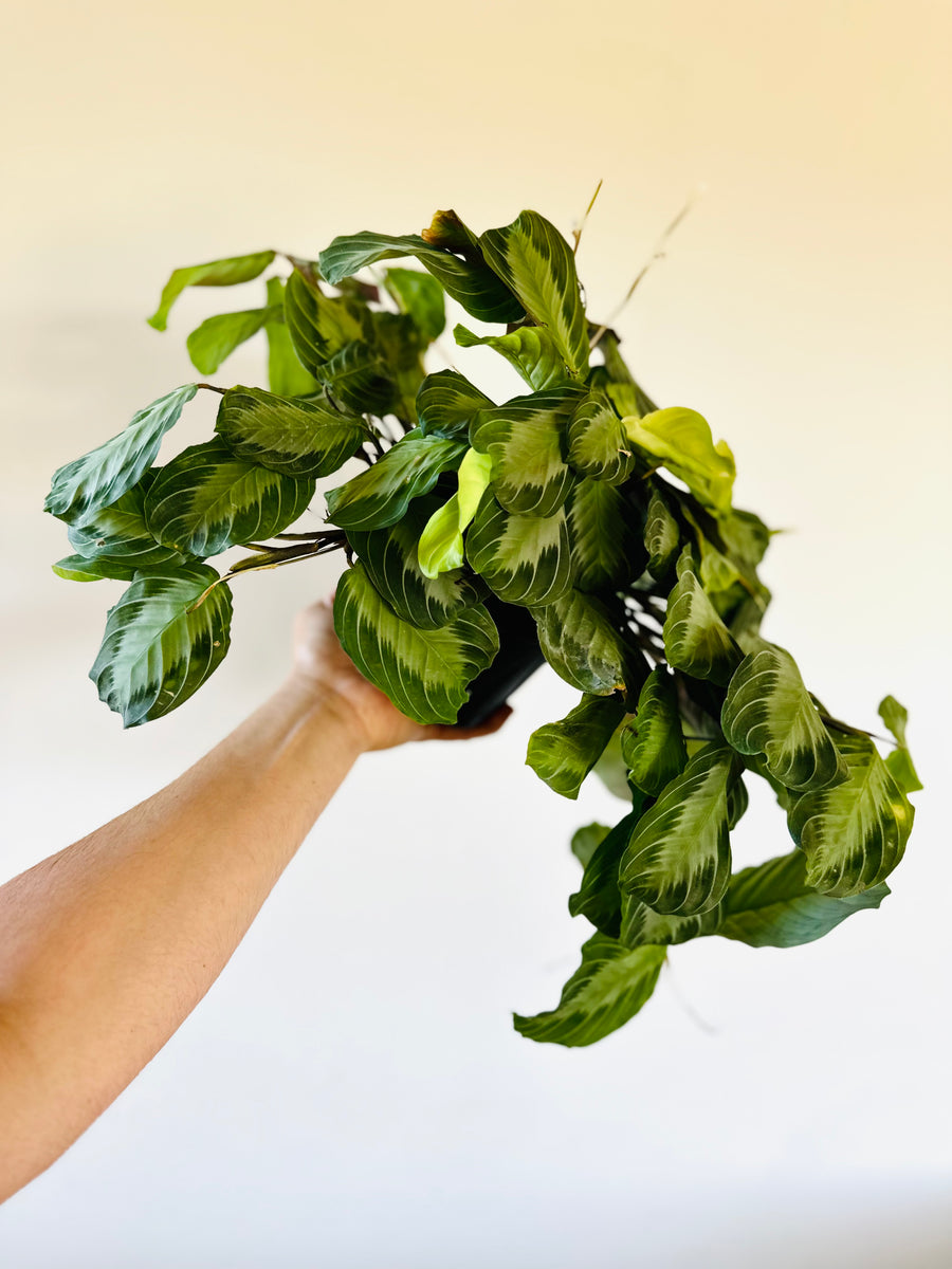 Maranta Leuconeura 'Silver Band'- Silver Band Prayer Plant - 6” Pot